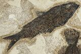 Two Fossil Fish (Cockerellites and Knightia) - Wyoming #203221-3